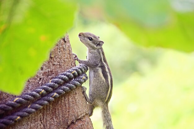 Eichhörnchen auf Baum