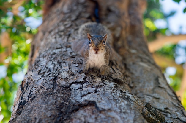 Eichhörnchen auf dem Baum im Park