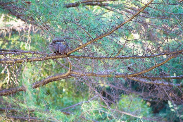 Eichhörnchen auf dem baum träste eines grünen nadelbaums, unter den ästen eine verschwommene silhouette eines eichhörnchens. natürlicher hintergrund, das konzept der schönheit der natur im stadtpark.