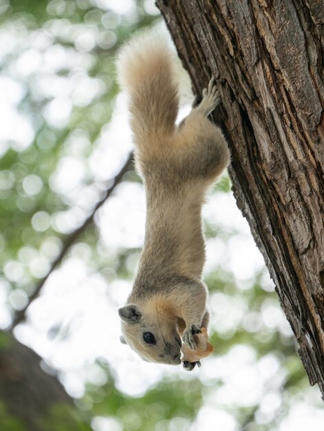 Eichhörnchen auf dem Baum