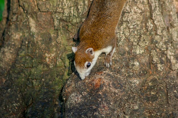 Eichhörnchen auf dem Baum