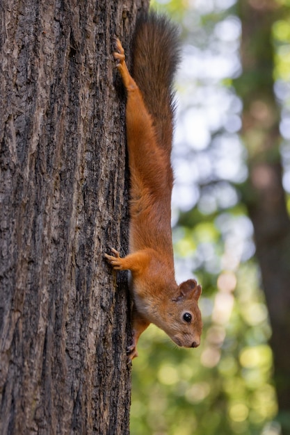 Eichhörnchen auf dem Baum