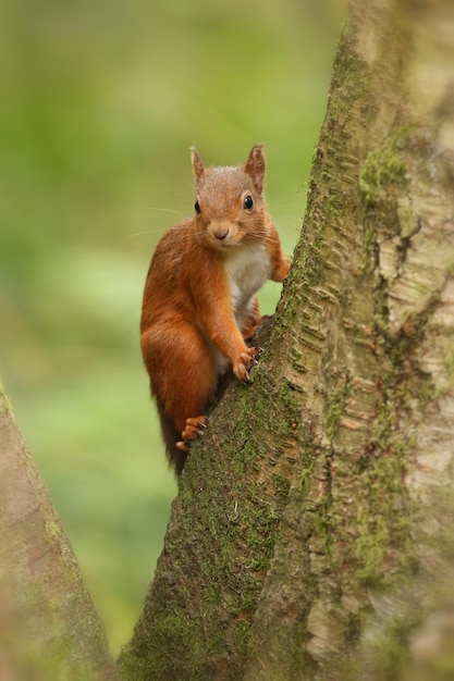 Eichhörnchen auf dem Baumstamm