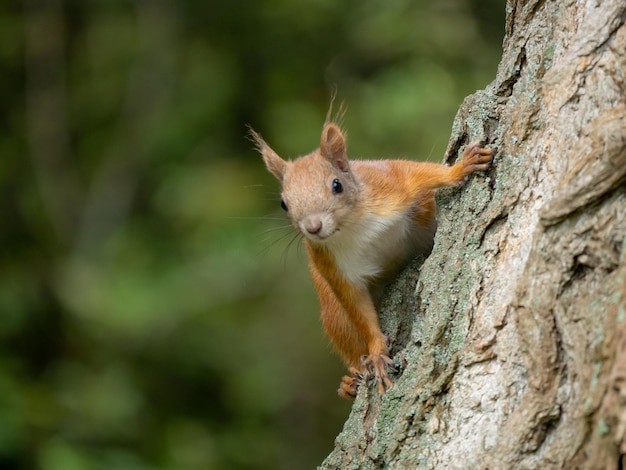 Eichhörnchen auf dem Baumstamm