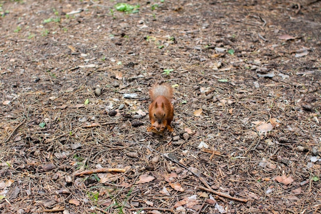 Eichhörnchen auf dem Boden im Wald