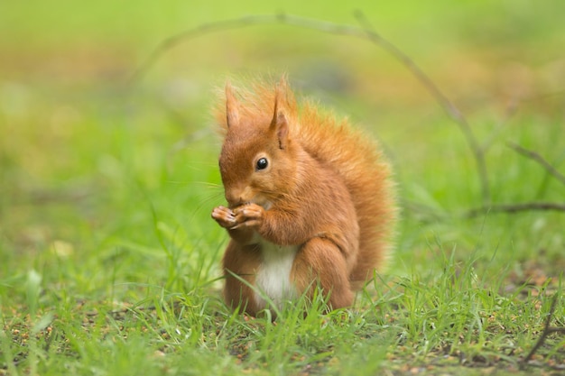 Eichhörnchen auf dem Feld