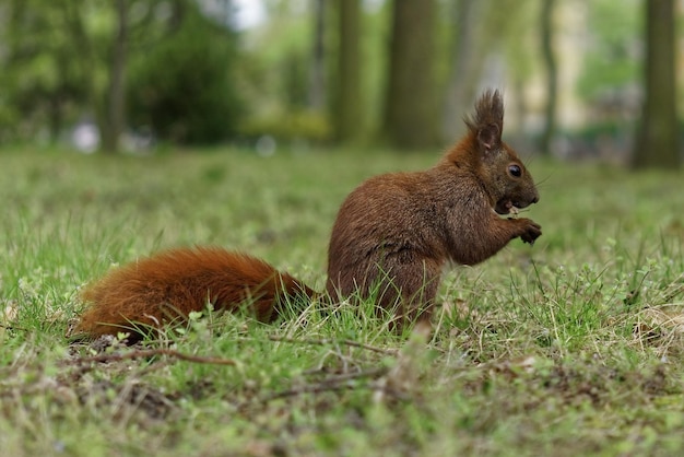 Eichhörnchen auf dem Gras