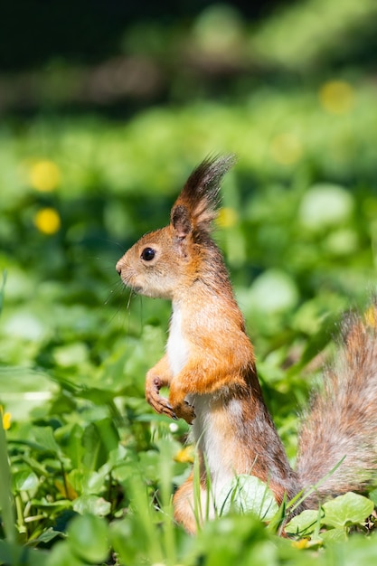 Eichhörnchen auf dem Rasen