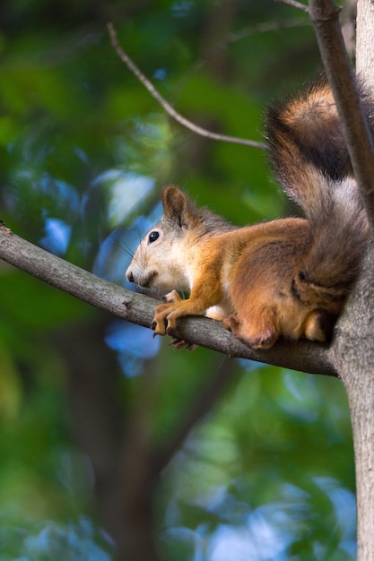 Eichhörnchen auf einem Ast