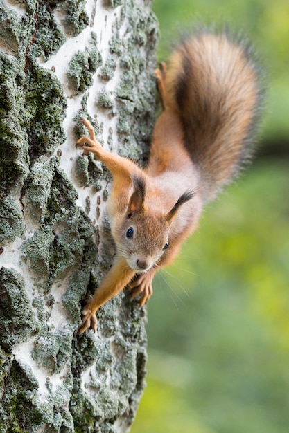 Eichhörnchen auf einem Ast