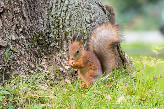 Eichhörnchen auf einem Ast