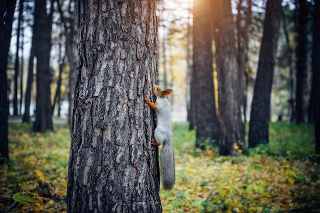 Eichhörnchen auf einem Baum im Stadtpark unscharfer Waldhintergrund Tiere Streichelzoo im Freien