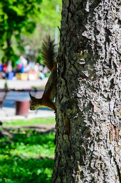 Eichhörnchen auf einem Baum im Stadtpark