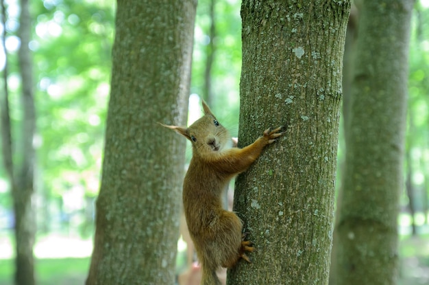 Eichhörnchen auf einem Baum im Wald