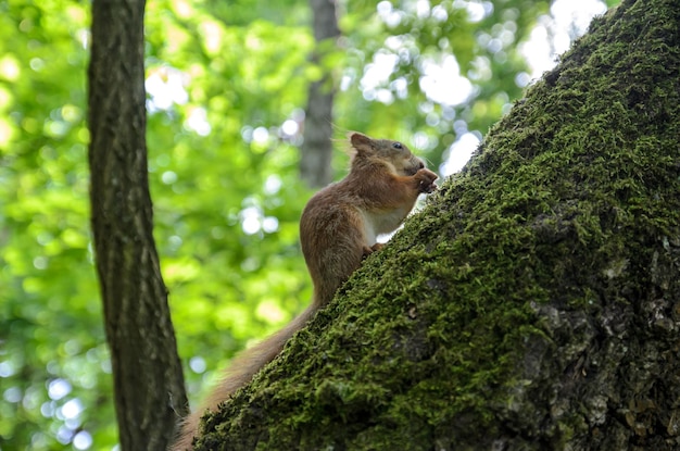 Eichhörnchen auf einem Baum im Wald