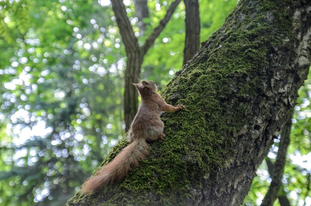 Eichhörnchen auf einem Baum im Wald