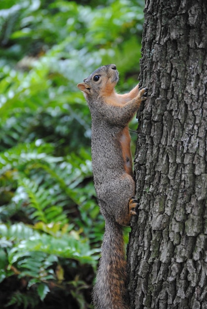 Eichhörnchen auf einem Baum