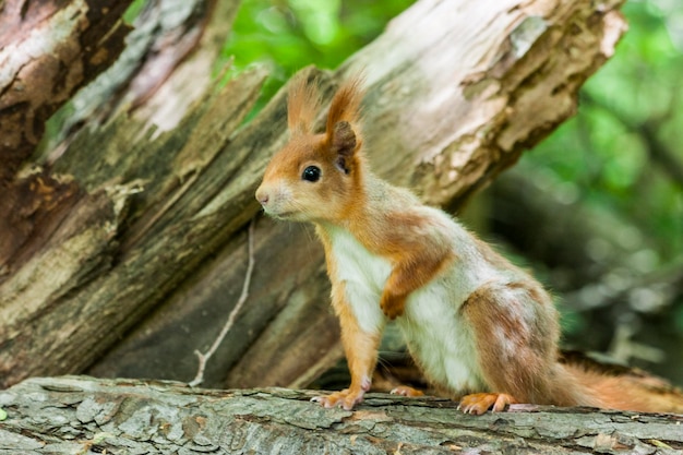 Eichhörnchen auf einem Baum