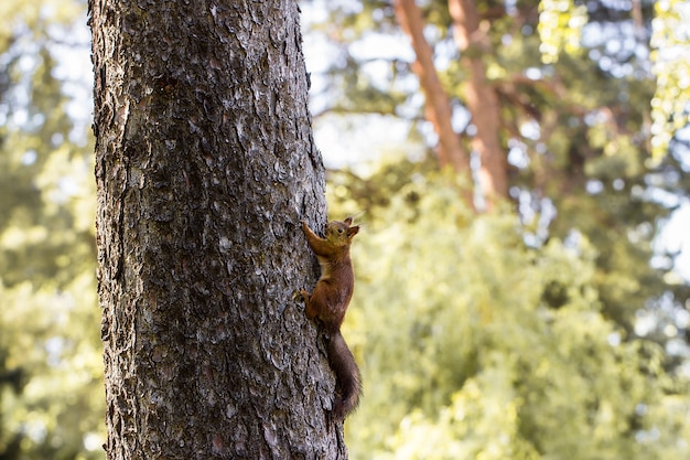 Eichhörnchen auf einem Baum