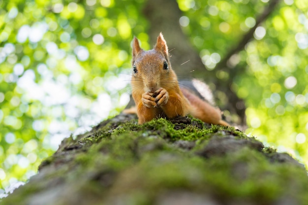 Eichhörnchen auf einem Baum