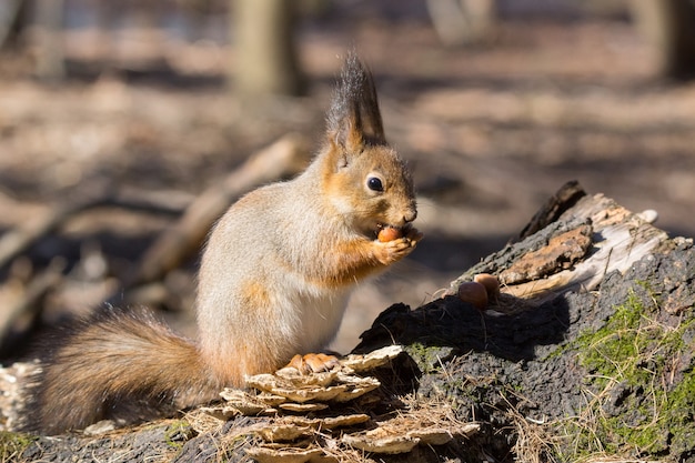 Eichhörnchen auf einem Baum