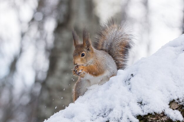 Eichhörnchen auf einem Baum