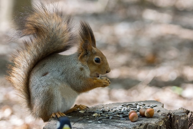 Eichhörnchen auf einem Baum