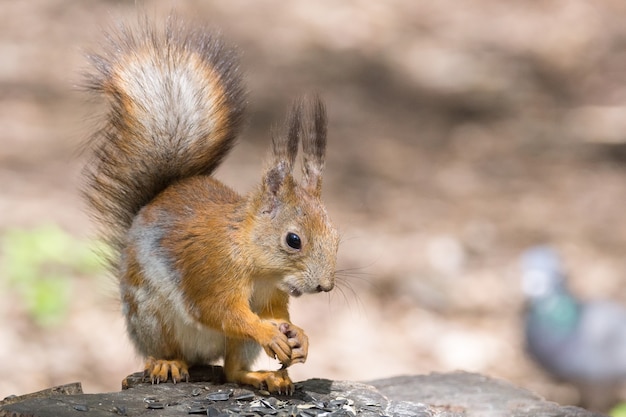 Eichhörnchen auf einem Baum