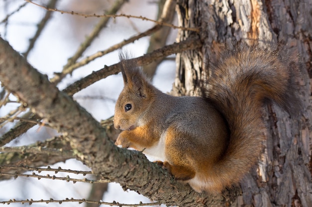 Eichhörnchen auf einem Baum