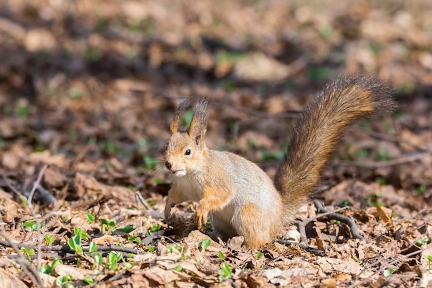 Eichhörnchen auf einem Baum