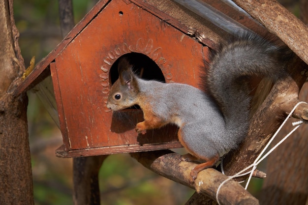 Eichhörnchen auf einem Baumstamm