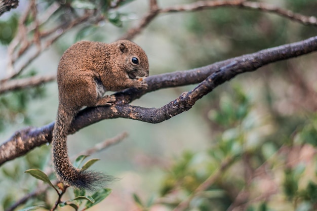 Foto eichhörnchen auf einem baumzweig