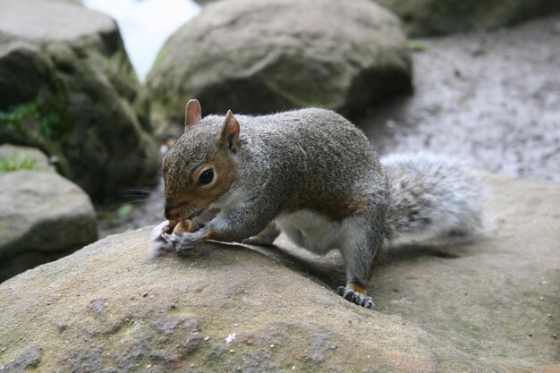 Eichhörnchen auf einem Felsen