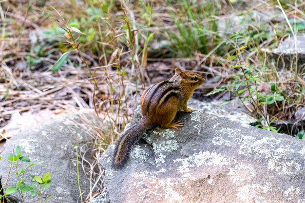 Foto eichhörnchen auf einem felsen