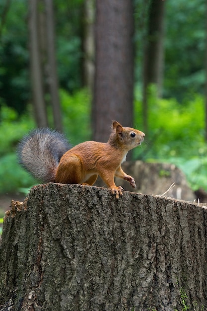 Eichhörnchen auf einem Hanf mit einer Nuss