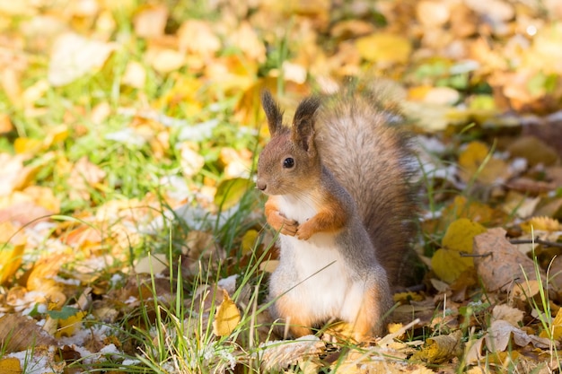 Eichhörnchen auf einer Niederlassung im Herbst