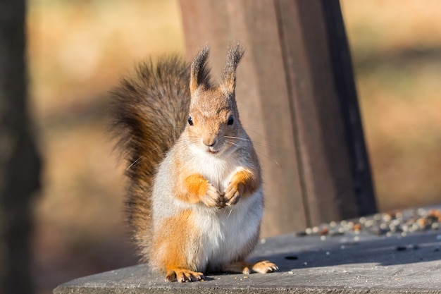 Eichhörnchen auf einer Niederlassung im Herbst