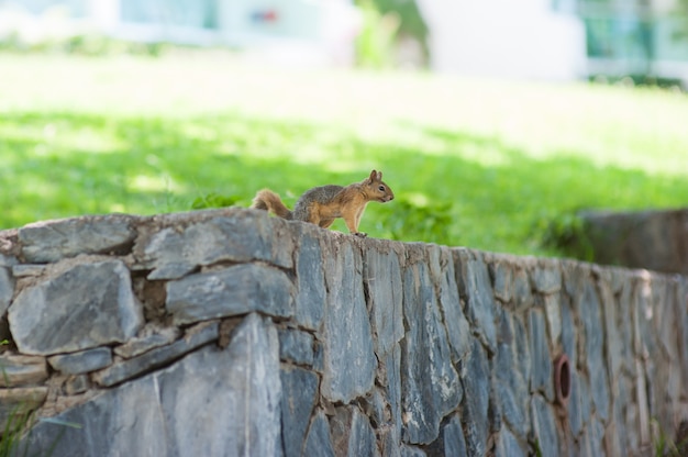 Eichhörnchen, das auf der Wand untersucht den Abstand sitzt