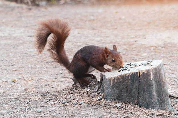 Eichhörnchen, das auf einem abgeschnittenen Baumstamm sitzt und Sonnenblumenkerne isst, als würde es an einem Tisch sitzen