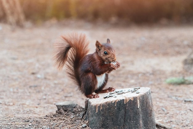 Eichhörnchen, das auf einem abgeschnittenen Baumstamm sitzt und Sonnenblumenkerne isst