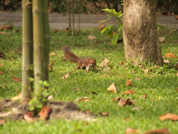 Eichhörnchen, das aus den Grund sitzt