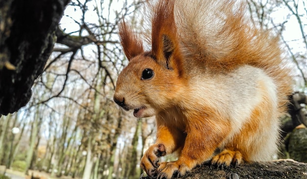 Eichhörnchen, das Samen isst