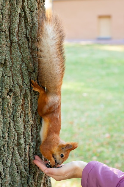 Eichhörnchen, das Samen von der Hand der Frau isst