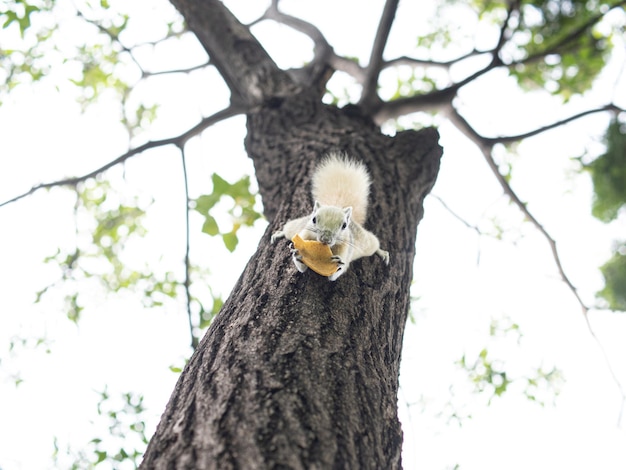 Eichhörnchen, das vom Baum hängt