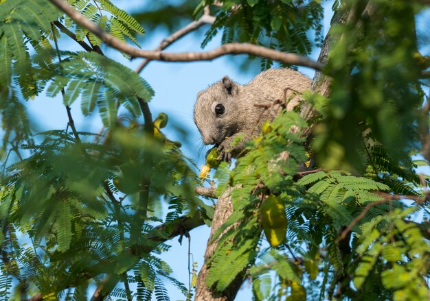 Eichhörnchen essen