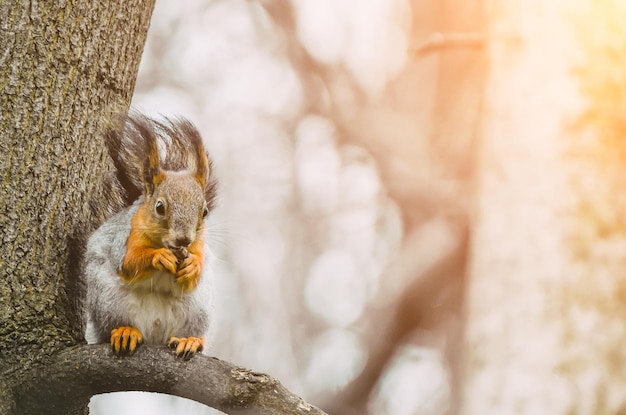 Eichhörnchen frisst auf einem Ast in einem Frühlingswald.