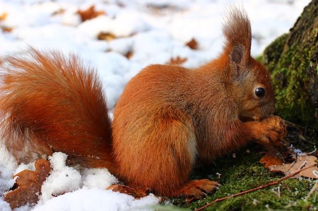 Eichhörnchen frisst eine Nuss in einem Winterpark.