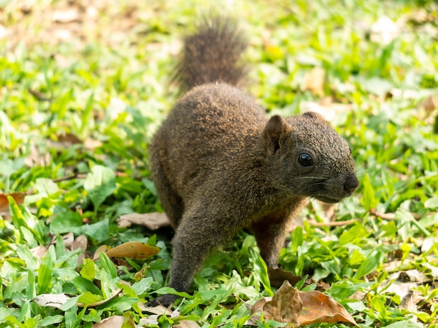 Eichhörnchen frisst Schale