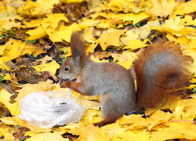 Eichhörnchen frisst Sonnenblumenkerne im Wald Eichhörnchen frisst Nüsse im Wald