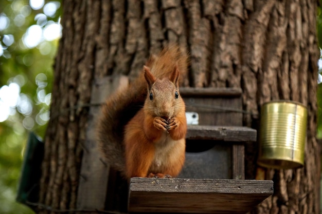 Eichhörnchen frisst von einem Futterautomaten im Wald auf einem Baumstamm, flauschigem Schwanz, Herbst, abgefallenen Blättern